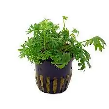 Ranunculus inundatus